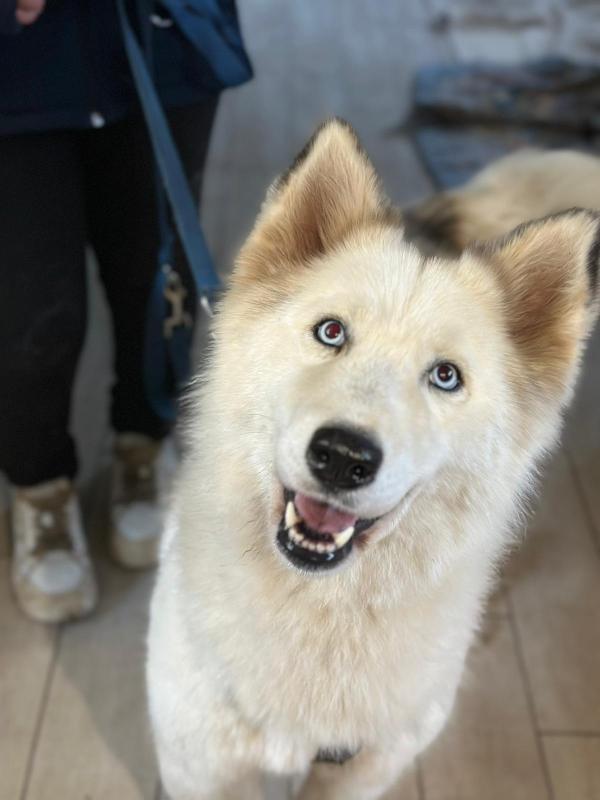 Donut, una splendida Husky Foto 5